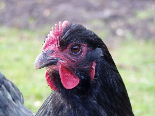 Photo of an orpington chicken